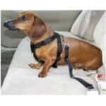 Cinturón De Seguridad Para Auto Perro #21057 - Imagen 3