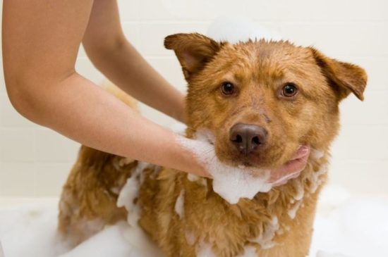 Shampoo Neutro Petbrilho - Imagen 2
