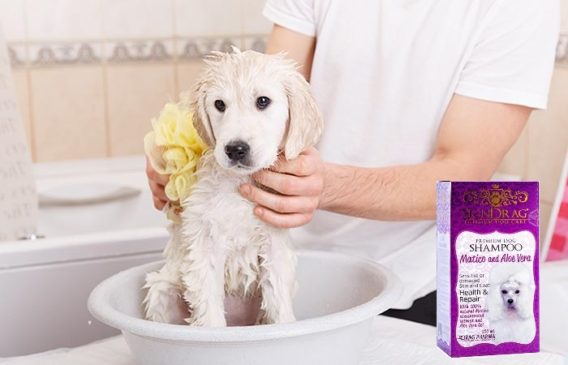 Shampoo Skindrag Matico Y Aloe Vera - Imagen 2