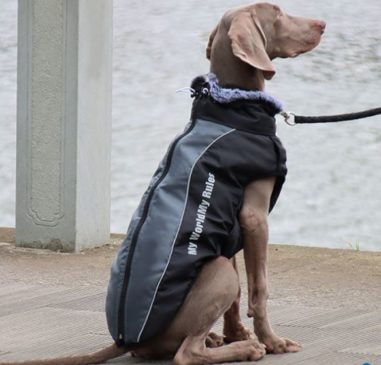 Parka Para Perro Grande #683-5Xl - Imagen 4
