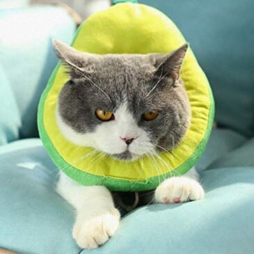 Collar Isabelino Acolchado Perro - Gato #CQ01‐L - Imagen 4