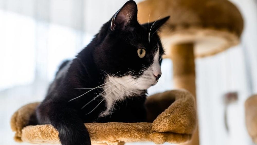 rascador de gatos