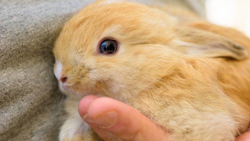 Cómo cuidar un conejo