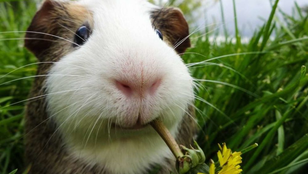 cobaya como mascota