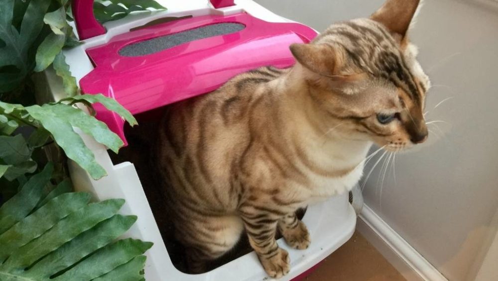Baño para gatos