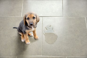 Puppy Trainer Bioline 50Ml Educador Sanitario - Imagen 3