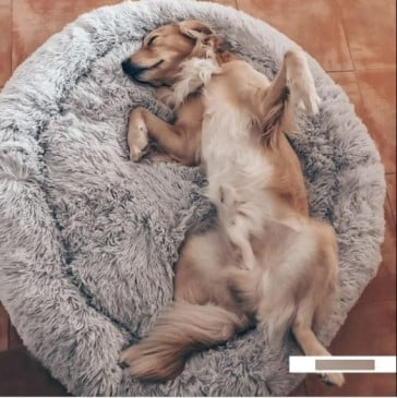 Cama Peluda Para Mascotas #fep-120 - Imagen 6