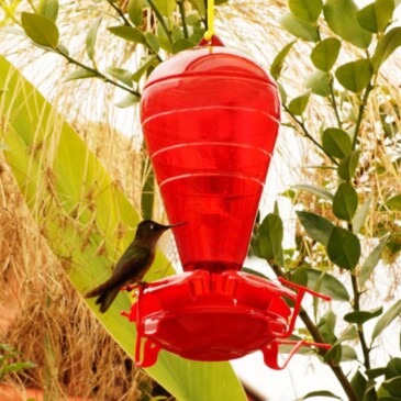 Bebedero Para Colibríes/picaflor #HD9060 - Imagen 2