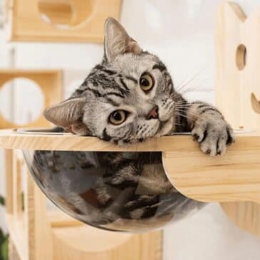 Repisa de Madera Masisa con Copula para gatos - Imagen 2